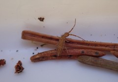 Orchesella flavescens
