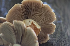 Cyclocybe parasitica