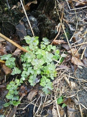 Chelidonium majus