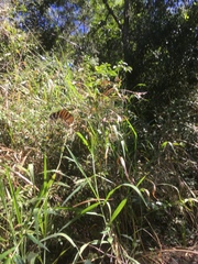 Eueides isabella eva