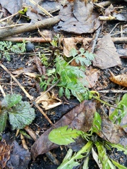 Geum