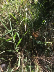 Eueides isabella eva