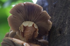 Cyclocybe parasitica