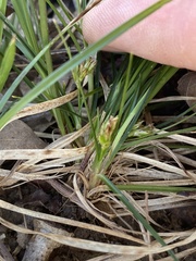 Carex reznicekii