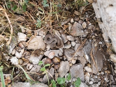 Hierophis gemonensis