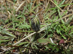 Hypochaeris incana