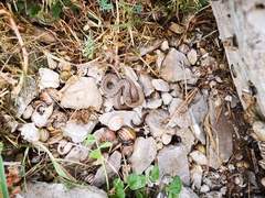 Hierophis gemonensis