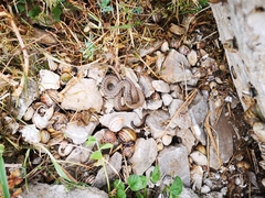 Hierophis gemonensis