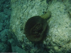 Ircinia campana