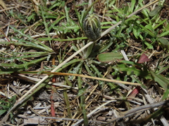 Hypochaeris incana