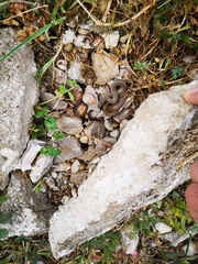 Hierophis gemonensis