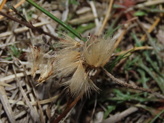 Hypochaeris incana