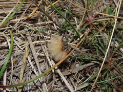 Hypochaeris incana