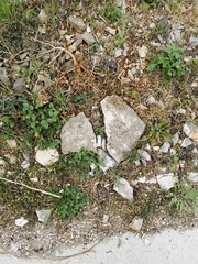 Hierophis gemonensis