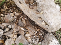 Hierophis gemonensis