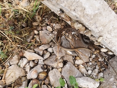 Hierophis gemonensis