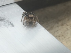 Habronattus schlingeri