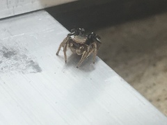 Habronattus schlingeri