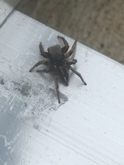 Habronattus schlingeri