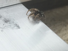 Habronattus schlingeri