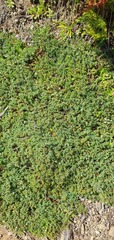 Pimelea prostrata