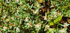 Pimelea prostrata