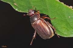 Holotrichia