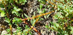 Pimelea prostrata