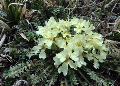 Chorispora songarica