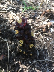 Bdallophytum americanum