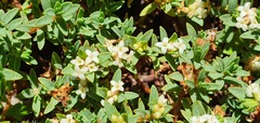 Pimelea prostrata