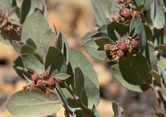 Arctostaphylos canescens
