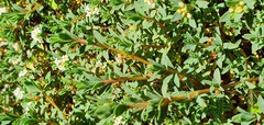 Pimelea prostrata