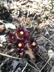 Bdallophytum americanum