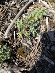 Capnoides sempervirens