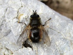 Tachina lurida