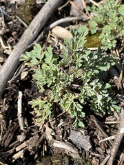 Capnoides sempervirens