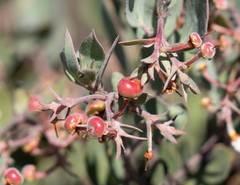 Arctostaphylos canescens