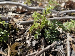 Capnoides sempervirens