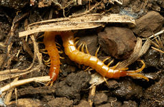 Scolopocryptops gracilis