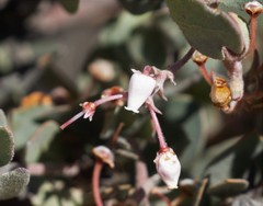 Arctostaphylos canescens
