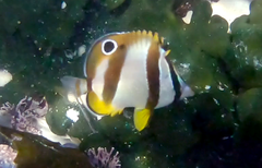 Chaetodon marleyi