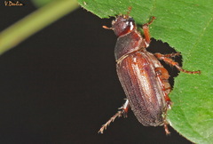 Holotrichia