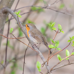 Erithacus rubecula