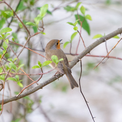 Erithacus rubecula