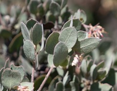 Arctostaphylos canescens