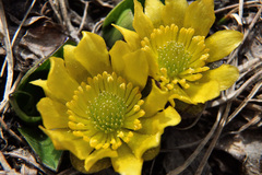 Oxygraphis glacialis