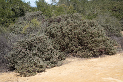 Arctostaphylos canescens