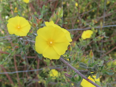 Cistus lasianthus