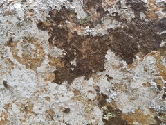 Protoparmelia montagnei